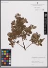 Foto von Salix aurita L.